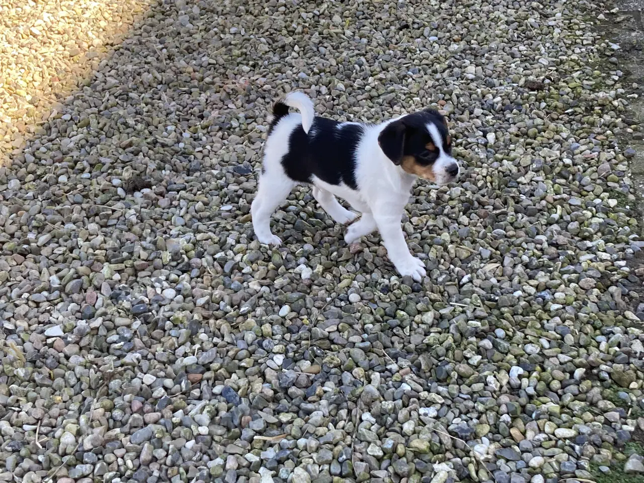 Billede 2 - 2 stk dejlige hanhunde 