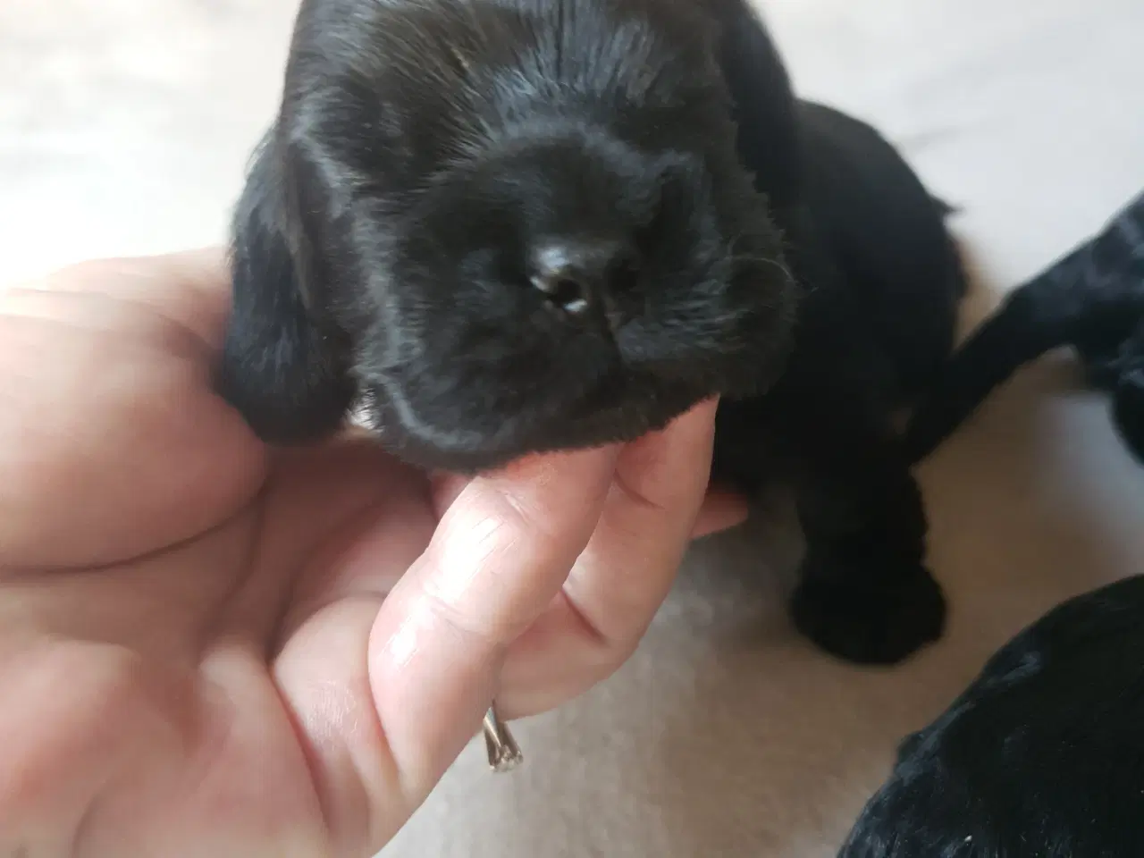 Billede 12 - Amerikansk cocker spaniel valper født 10 juni til 