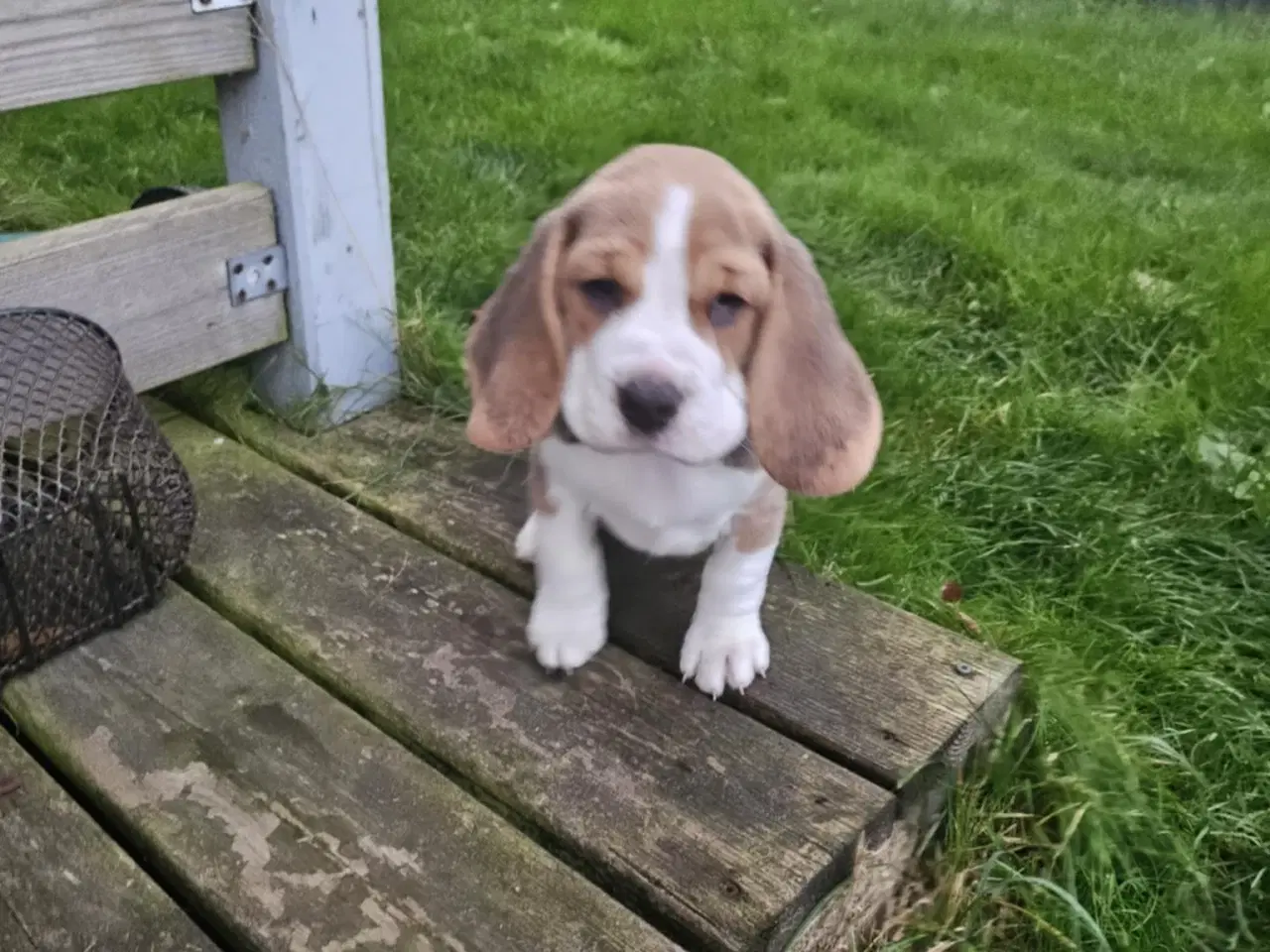 Billede 6 - Beagle hvalpe til salg