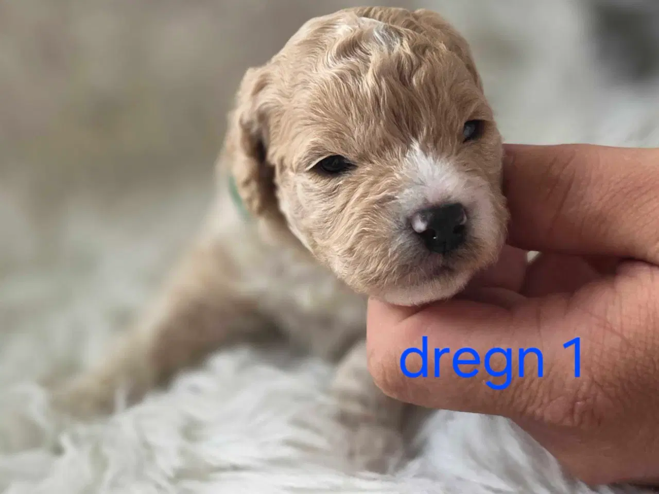 Billede 19 - F1b Cockapoo 