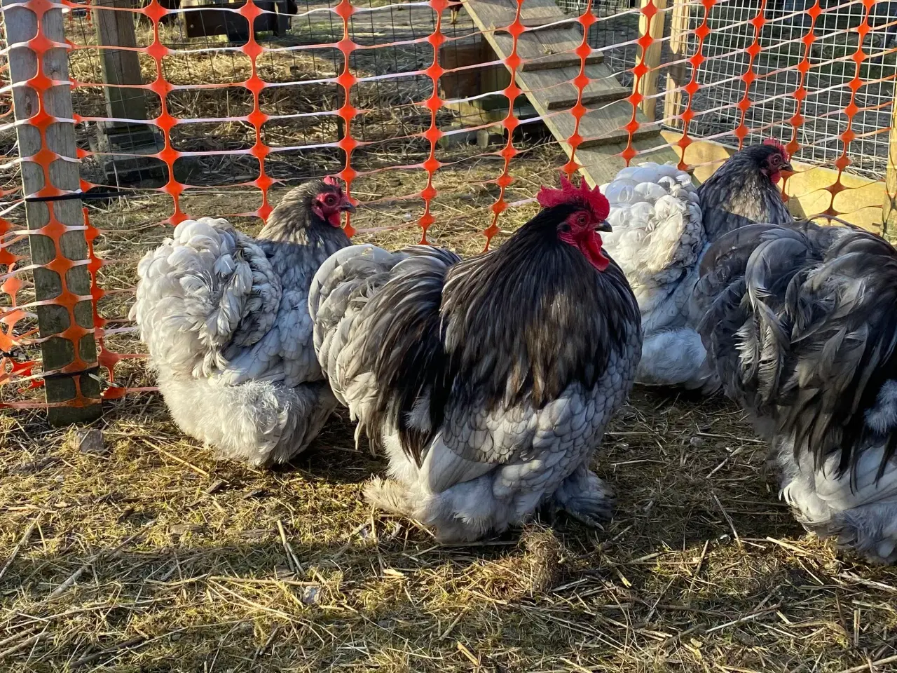 Billede 2 - Rugeæg fra dværghøns 