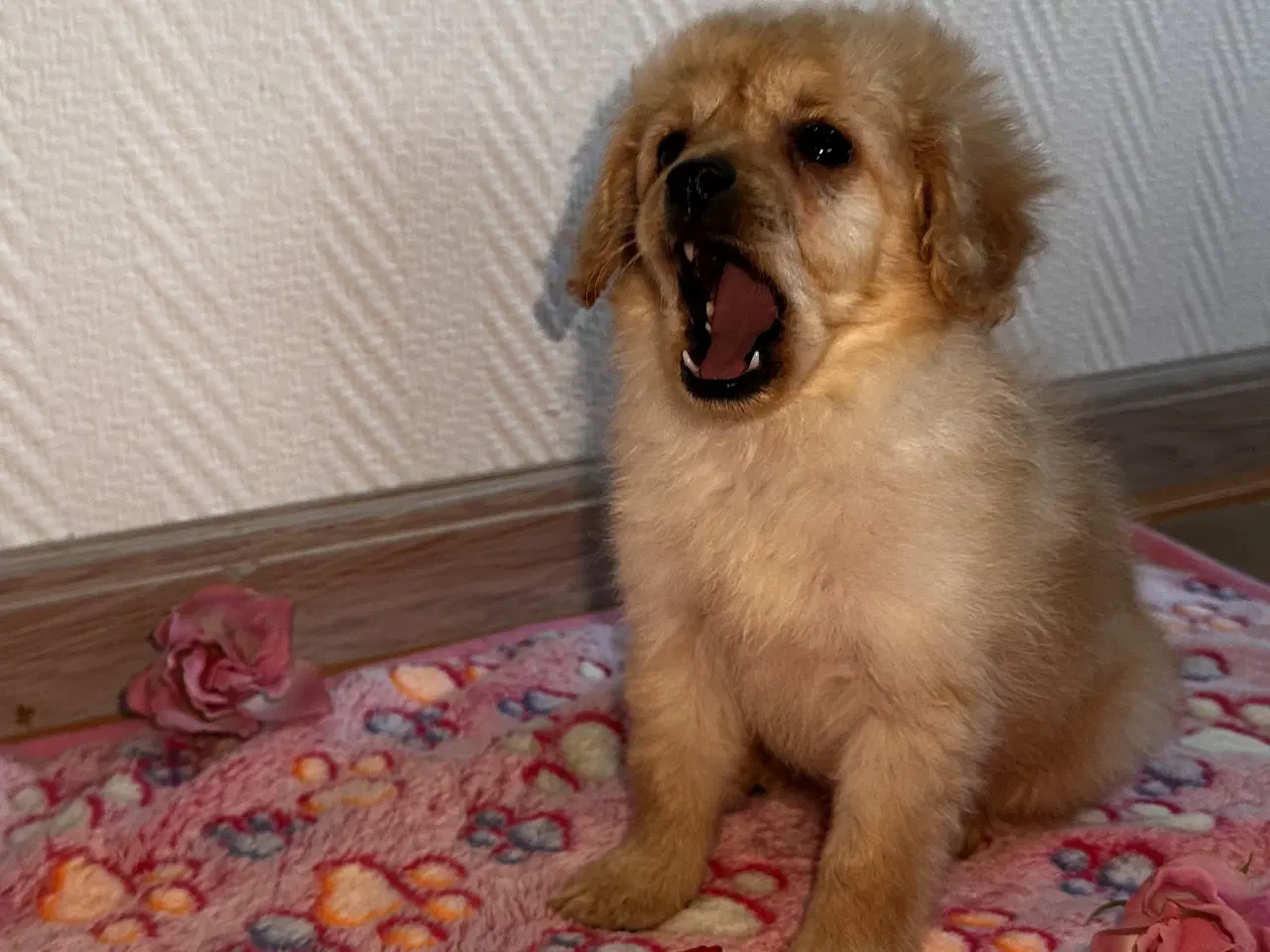 Billede 8 - Cavapoo F2B