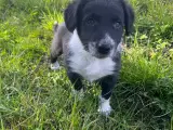 Border Collie hvalp - 4