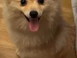 Pomeranian 