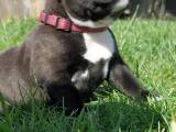 Staffordshire Bull terrie hvalpe  - 5
