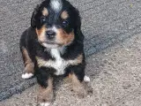 "Mini Berner Sennen" - 3