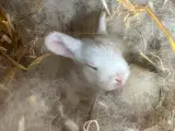 Mini lop kanin  - 5