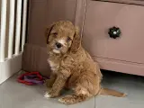 Sund og harmonisk cavalier/puddel(cavapoo)-tæve  - 2