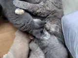 British Shorthair Killinger  - 4