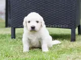Utrolig dejlige Golden retriever søger hjem  - 5