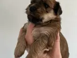 Bichon Havanais hvalpe. 2 tæver og 6 hanner - 3