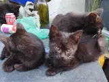 Katte killinger 