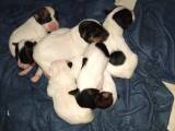 Jack Russell Terrier 