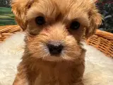Maltipoo   - 2