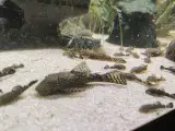 Ancistrus malle yngel 
