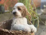 Cockapoo - 5