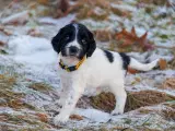 Skønne jagt og familiehunde - 2