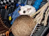 Sugarglider + Bur - 2