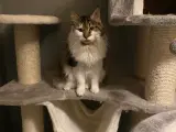 Main coon blanding