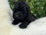 Maltipoo pige - 3