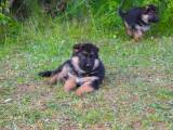 Schæferhunde hvalpe 2 hanner tilbage - 3