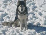 Alaskan Malamute  - 3