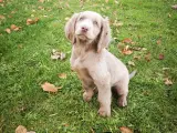 Weimaraner Langhårede  - 2