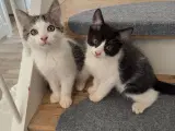 Kattekillinger