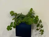 Unikt Levende Vægur Med Inkluderede Planter - 5