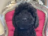 Rejseklar Mini labradoodler
