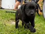 Labrador Retriver på - 2