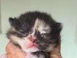 Maine coon bl. Poly