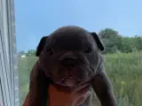 American bully  - 2