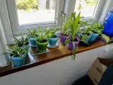 Mini planter i skjulere