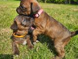 Bossy-poo hvalpe - 4