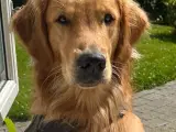 Golden Retriever hanhund tilbydes til parring 