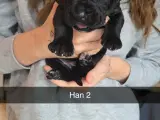 Hvalpe cane corso/ presa Canario  - 5