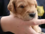 Golden retriever han hvalpe 2 tilbage  - 2