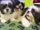 Rejseklar Shih tzu-mor/ Coton de Tulear-far - 4