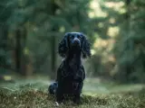 FT Cocker Spaniel hvalpe - 5