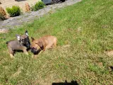 DK fineste fransk bulldog hvalpe !!!!!! - 5