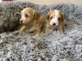 Små fine Maltipoo babyer  - 3