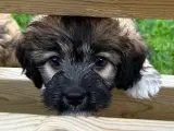 Blandingshvalp af Lhasa Apso og Coton De Tulear 