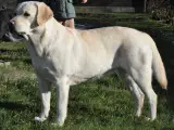 Labrador hvalpe - 5