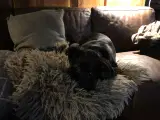 Jack   Cane Corso og Chæfer - 5