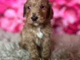 smukkeste Cockapoo - 3