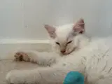 NYE BILLEDER, Superskøn Ragdoll han- - 2