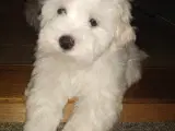 Coton de Tulear  - 2