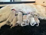 Golden retriever hvalpe  - 5