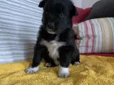 Bordercollie - Samojede hvalpe sælges - 3